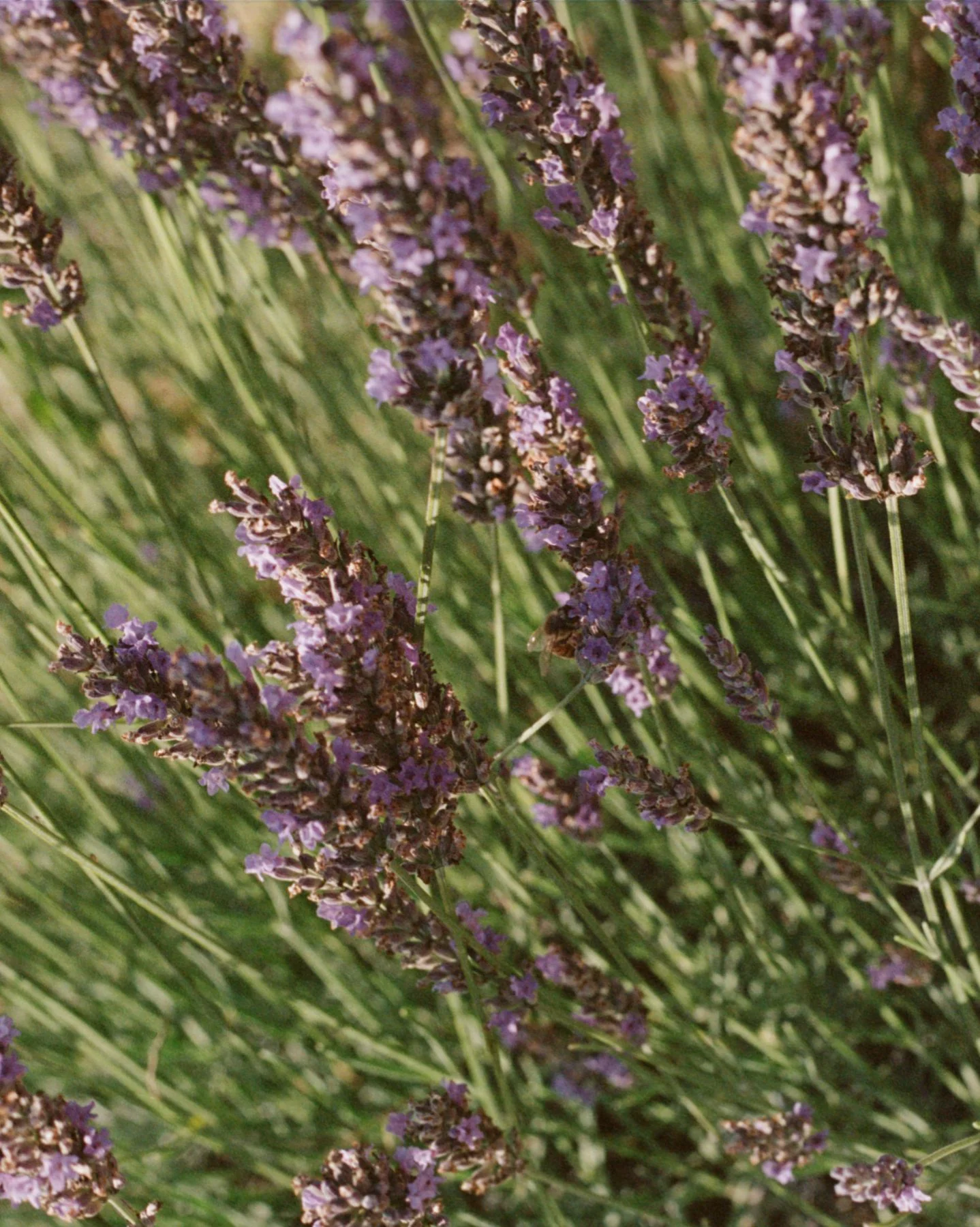 068 Linen Water - Image 6