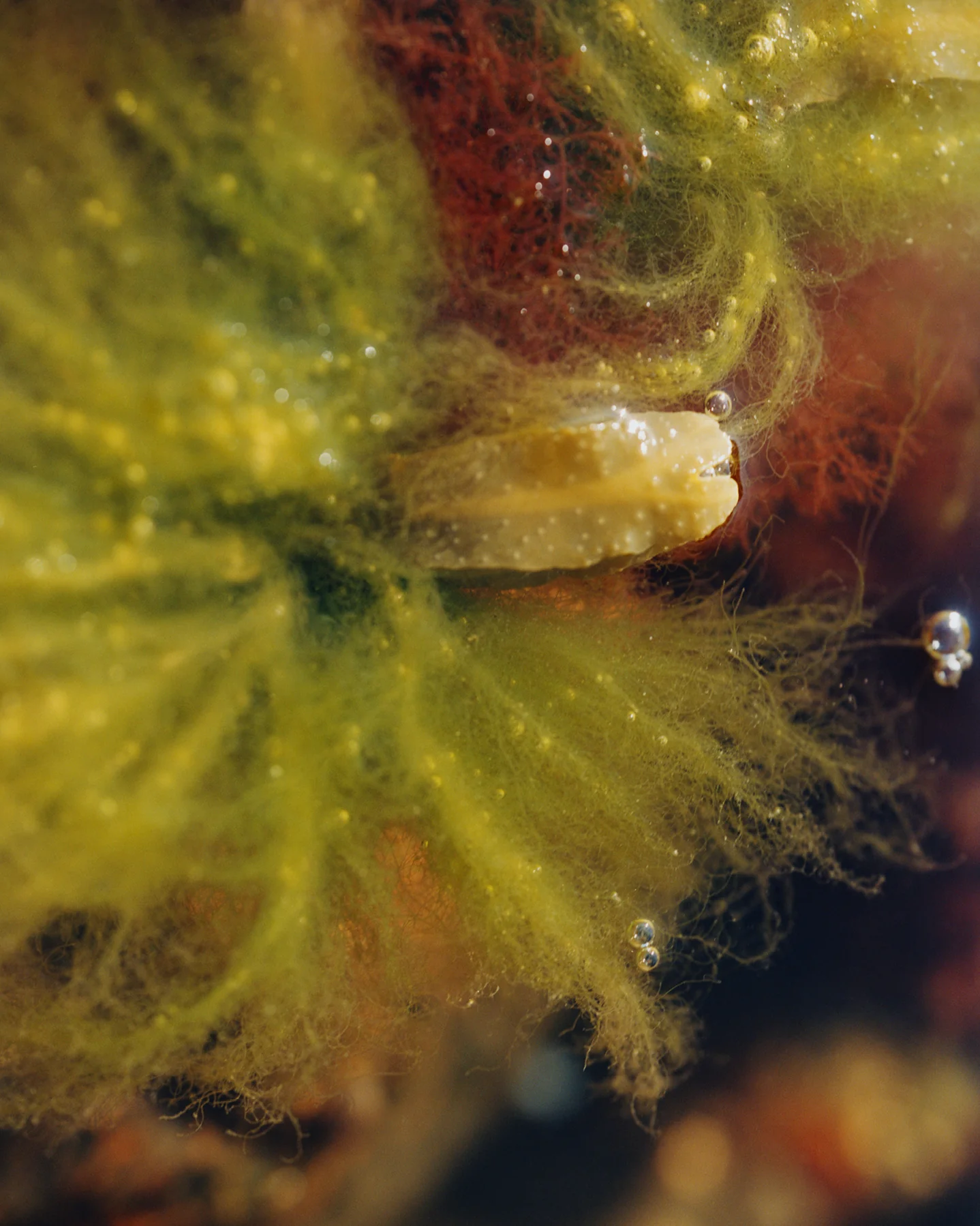 279 Replenishing Serum - Image 5