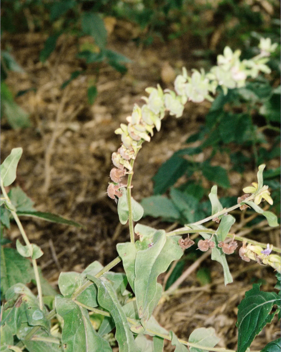 291 Body Cream - Image 4