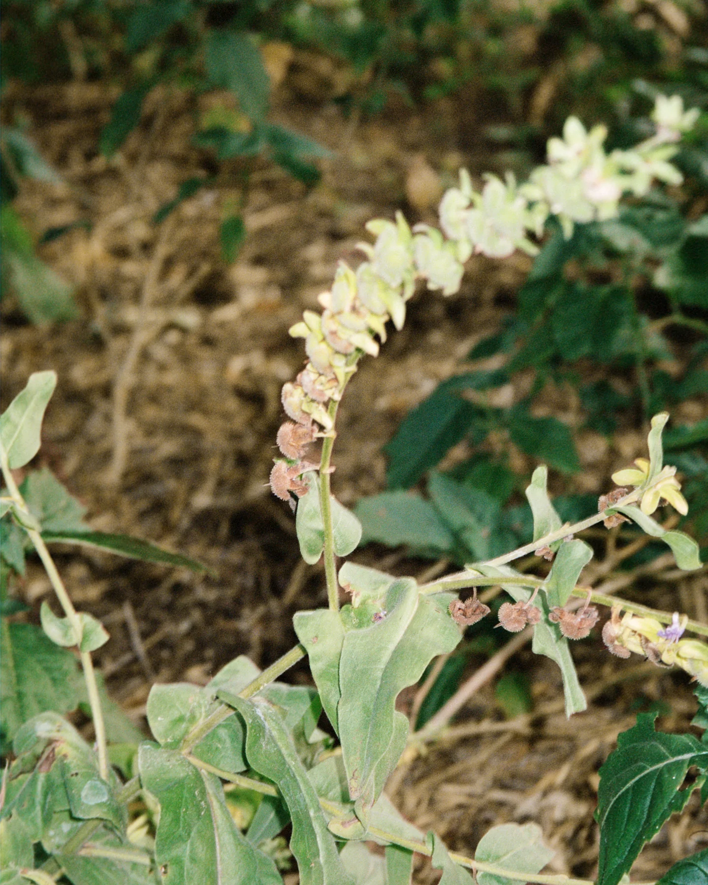 093 Body Lotion - Image 4