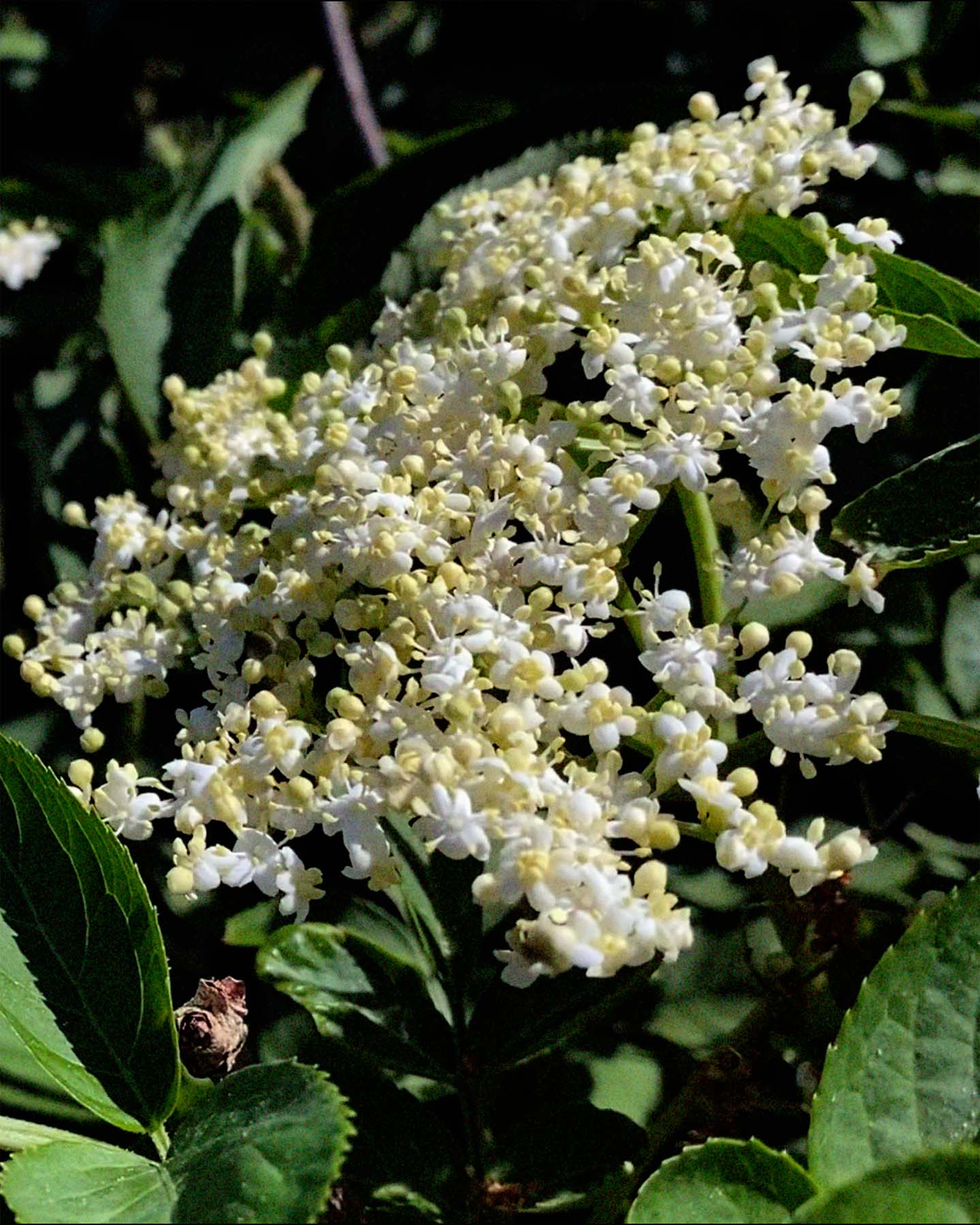 243 Body Lotion - Image 4