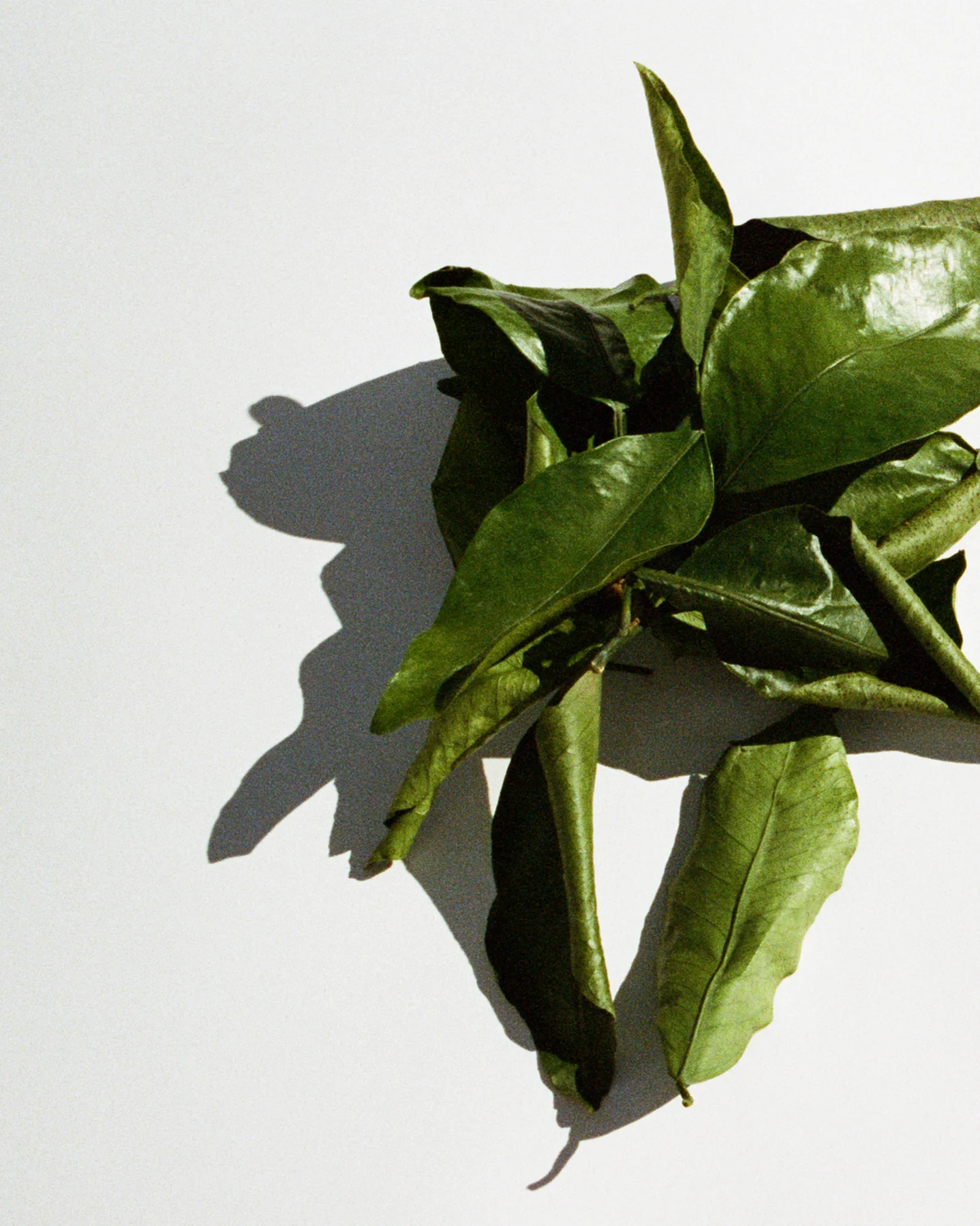 194 Hand & Body Wash - Image 4