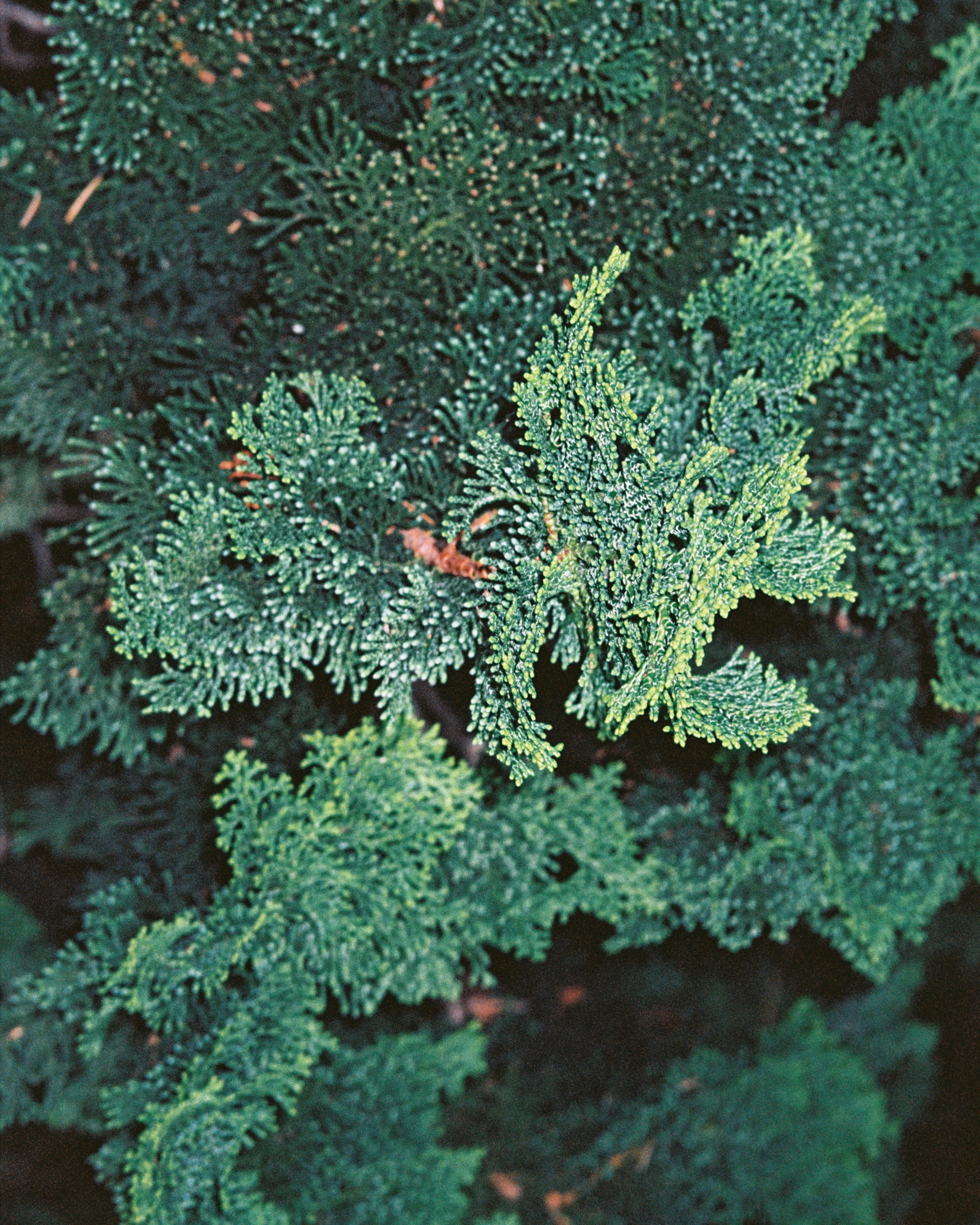 181 Fragrance Tags Trio - Image 5