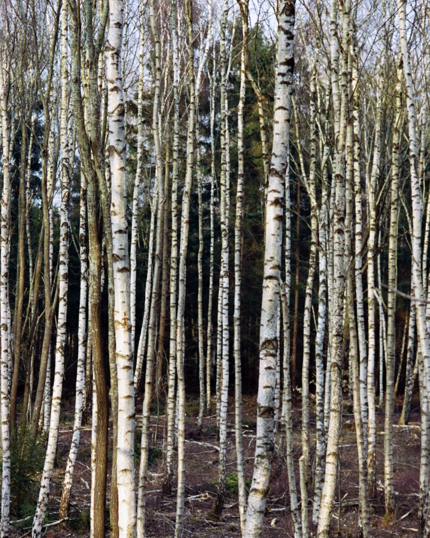 234 Hair Mask - Image 5