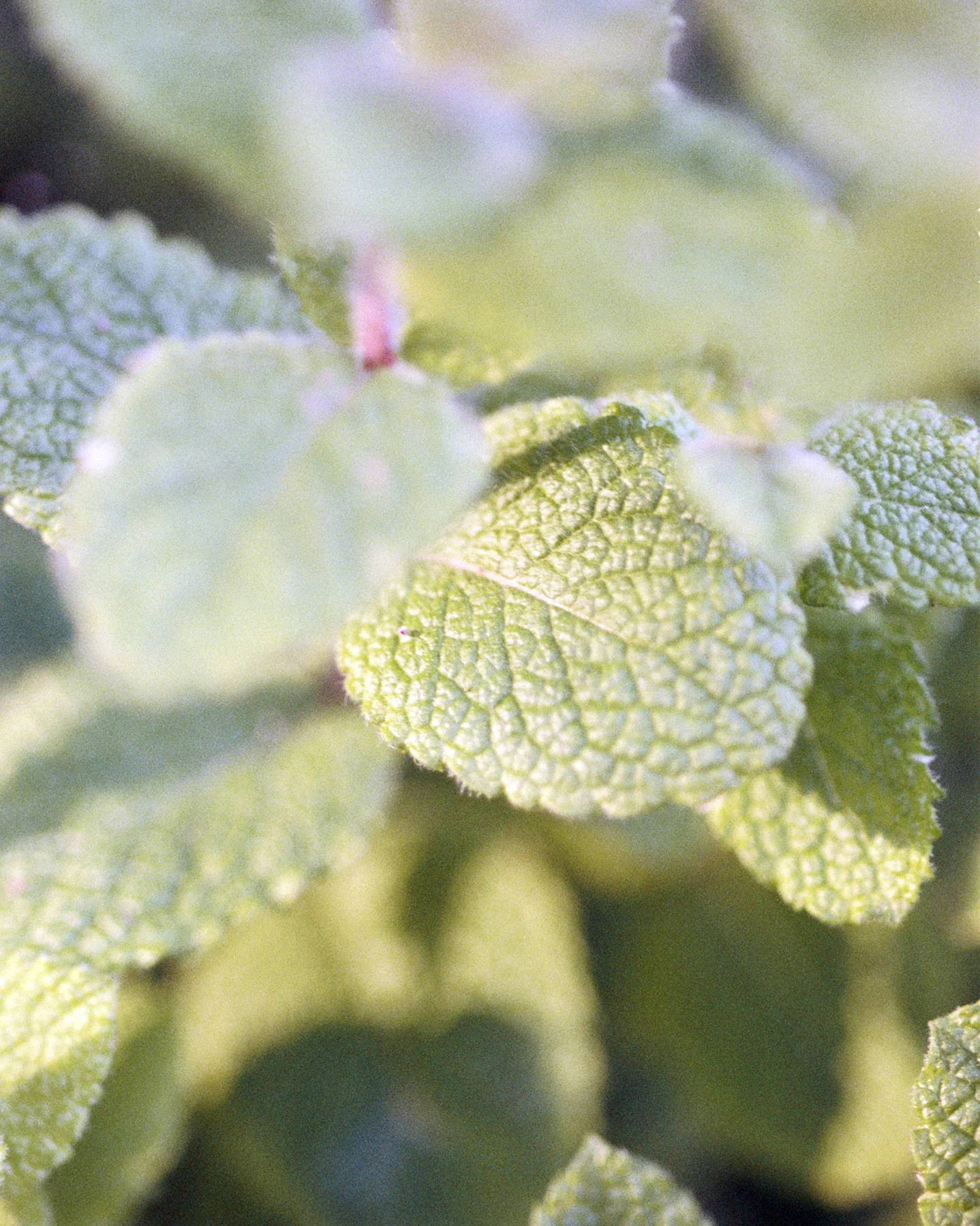 065 Sea Salt Bath - Image 3